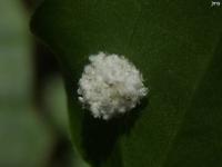 Lacewing Debris-Carrying Larvae