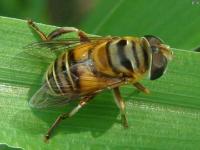 Syrphid Fly