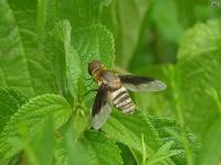 Bee Fly