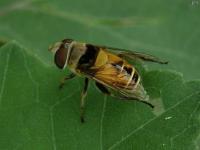 Syrphid Fly