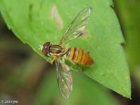 Syrphid Fly