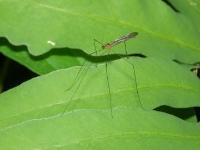 Crane Fly