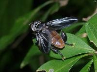 Feather-legged Fly