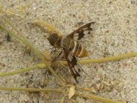 Bee Fly