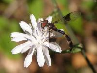 Syrphid Fly