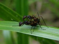 Stilt-legged Fly