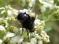 Tachinid Fly