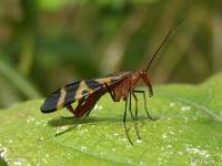 Scorpionfly