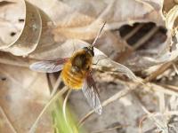 Bee Fly