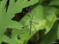 Phantom Crane Fly