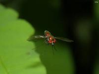 Longlegged Fly