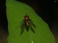 Longlegged Fly