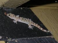 Mediterranean Gecko