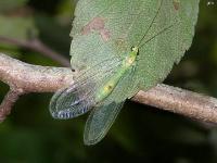 Green Lacewing