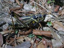 Lubber Grasshopper