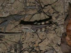 Ponderous Spur-throat Grasshopper