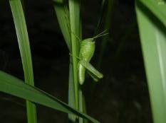 Nymph