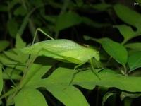 Oblong-winged Katydid