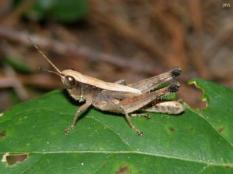 Short-winged Green Grasshopper