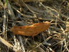 Grasshopper Nymph, Probable Northern Green Striped