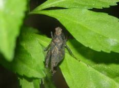 Black-sided Pygmy Grasshopper