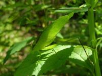 Oblong-winged Katydid