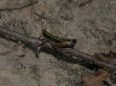 Short-winged Green Grasshopper