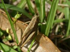 Grasshopper