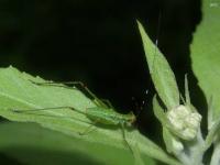 Bush Katydid Nymph