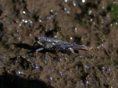 Armored Pygmy Grasshopper