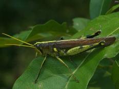 Obscure Bird Grasshopper