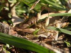 Short-winged Green Grasshopper