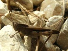 Brown Phase Northern Green Striped Grasshopper