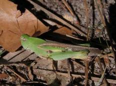 Northern Green Striped Grasshopper