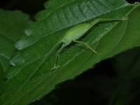 Katydid Nymph