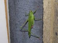 Treetop Bush Katydid