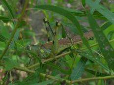 Obscure Bird Grasshopper