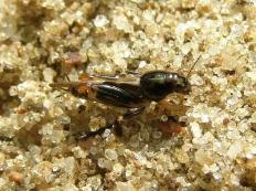 Larger Pygmy Mole Grasshopper