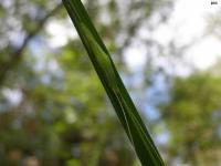 Conehead Katydid