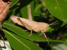 Mischievous Bird Grasshopper