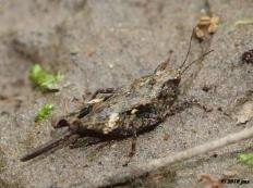 Armored Pygmy Grasshopper