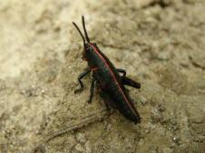 Baby Eastern Lubber Grasshopper