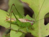 Short-winged Meadow Katydid