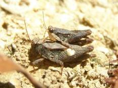 Black-sided Pygmy Grasshopper