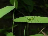 Meadow Katydid Nymph