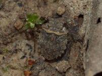 Big-Eyed Toad Bug