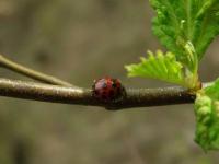 Multicolored Asian Lady Beetle