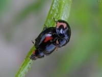 Lady Beetle