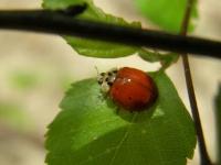 Multicolored Asian Lady Beetle