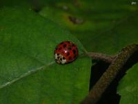 Multicolored Asian Lady Beetle